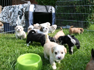 Bichon Havanais hvalpe hos Kennel Miki Nanoq